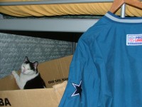 Highlight for Album: Mitten(s), teh New B/W Kittie