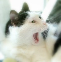 Highlight for Album: The Further Doings Of Mitten