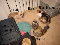 Highlight for Album: Flonking Cats